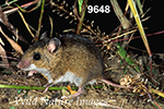 Peromyscus maniculatus